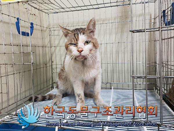 한국동물구조관리협회_441382202300808